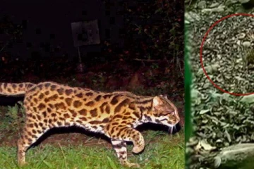 கள்ளச்சந்தையில் விற்பனைக்கு வந்த சிறுத்தை பூனைகள் மீட்பு