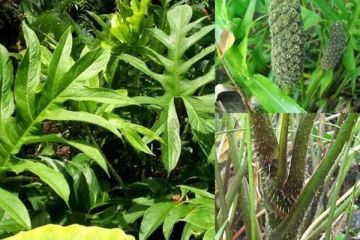 හැමදාම කන කොහාල වෙනුවට කොහිල මීට් බෝල්ස් මෙන්න..