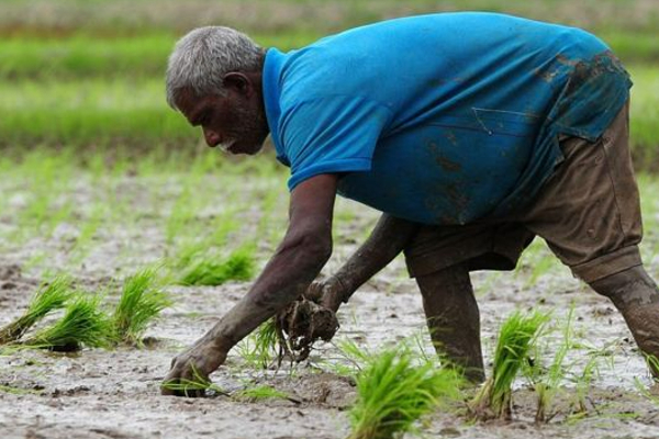 விவசாயிகளுக்கான உர மானியம் தொடர்பில்  இந்தியத் துணை தூதருக்கு அவசரக் கடிதம் அனுப்பிய சிறிதரன் | Sreedharan Sent A Letter To The Deputy Ambassador