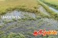 வெள்ளம் காரணமாக விவசாய நிலங்கள் பாதிப்பு!