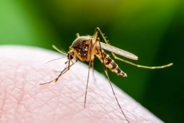 கனடாவில் நுளம்பு கடிக்கு இலக்கான ஒருவர் பலி