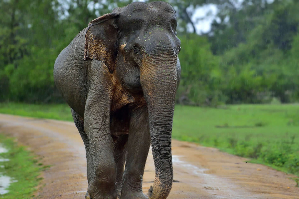 திருகோணமலையில் யானையால் குடும்பஸ்தருக்கு நேர்ந்த கதி | Family Injured After Being Attacked By An Elephant