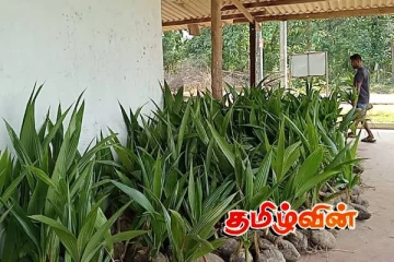 முல்லைத்தீவில் தென்னை செய்கையினை ஊக்குவிப்பதற்கான செயற்பாடுகள்