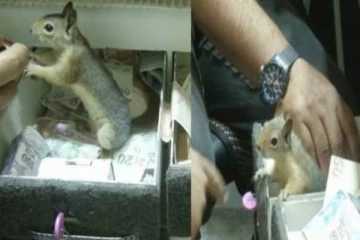 நகைக்கடை கல்லாப்பெட்டியை பாதுகாக்கும் அணில்; இணையத்தில் வைரலாகும் காணொளி