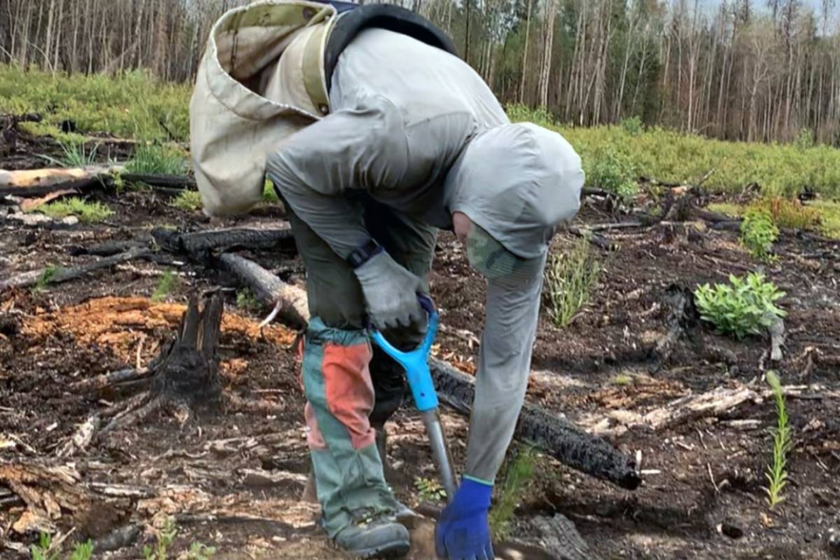 24 மணி நேரத்தில் 23,000 மரங்கள் நட்டு சாதனை படைத்துள்ள கனேடியர் | Canada Man Guinness Record In Plant 23060 Trees