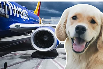 அமெரிக்காவில் நாய்களுக்கான புதிய சொகுசு விமானம்