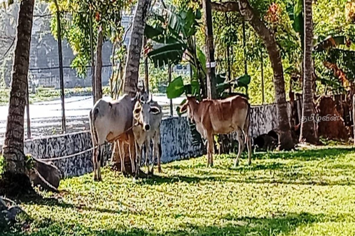 24 மாடுகளுடன் மீட்கப்பட்ட கனரக வாகனம்: பிணையில் செல்ல நீதிமன்ற உத்தரவு | Court Order To Go On Bail