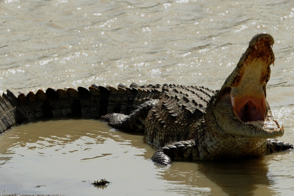 கொழும்பை அச்சுறுத்தும் முதலைகள்! | Crocodiles Threatening Colombo