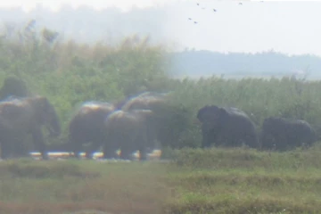 போரதீவுப்பற்று பிரதேசத்திற்கு படையெடுத்துள்ள காட்டு யானைக் கூட்டம்