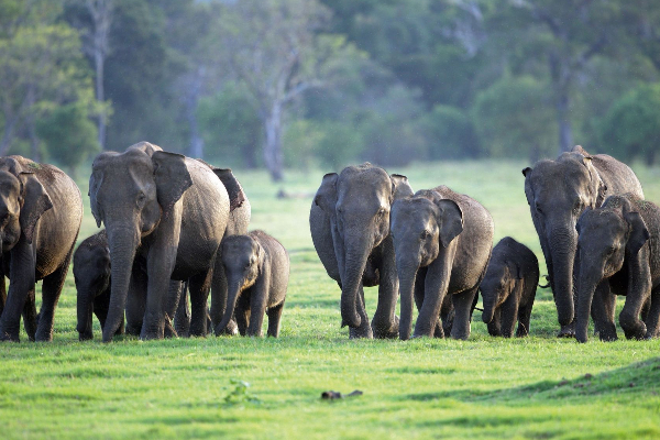 உலகில் அதிக யானைகள் இறக்கும் நாடாக இலங்கை | Sri Lanka Highest Number Of Elephant Deaths