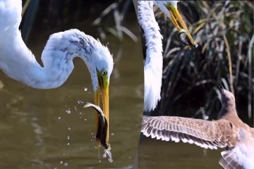 ஒரே நேரத்தில் சிக்கிய இரண்டு மீன்கள்... ஆனால் நடந்த விபரீதத்தைப் பாருங்க