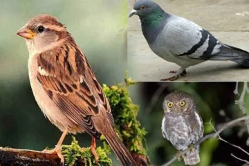 எந்த உயிரினம் வீட்டிற்கு வருவது அதிஷ்டத்தை கொடுக்கும்? கட்டாயம் தெரிஞ்சிக்கோங்க