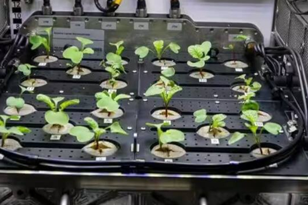 விண்வெளியில் விவசாயம் செய்யும் சீனர்கள்! | Chinese Farming In Space