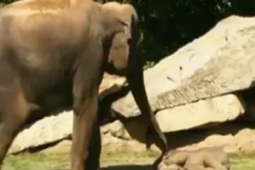 ஏய் எழுந்திரு.. அசையாது இருந்த குட்டி.. அவசரமாக அழைத்த தாய் யானை