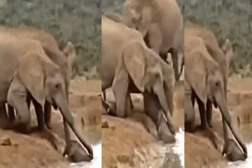 நாங்க இருக்கோம்... குட்டையில் சிக்கிய குட்டி யானை - ஒன்று சேர்ந்து காப்பாற்றிய யானை கூட்டம்!