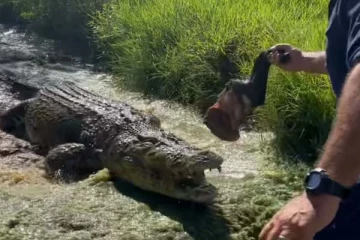 உணவிற்காக ஆக்ரோஷமாக வந்த முதலை: தலைதெறிக்க ஓடிய நபரின் திகில் காட்சி