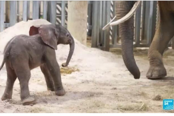 பிரான்சில் 150 கிலோ எடையுள்ள குட்டியை ஈன்ற யானை | Baby Elephant Born With 150 Kg In France Zoo