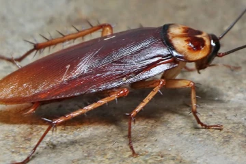 කැරපොත්තෙක් ඇඟේ ගෑවුණාට පස්සේ අපි ඊයා කිවුවට කැරපොත්ත කරන දේ දන්නවද?