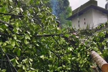 குடியிருப்பின் மீது முறிந்து வீழ்ந்த மரம்... 2 பேருக்கு நேர்ந்த நிலை!