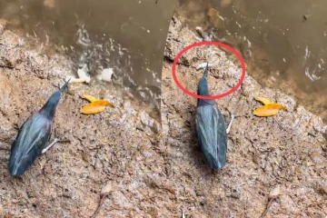 மீனுக்கு உணவு கொடுத்த கொக்கு! கடைசியில் மீனையே உணவாக்கும் காட்சியை பாருங்க