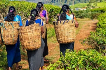 எரிபொருள் விலையேற்றம்! பெருந்தோட்ட மக்கள்  கடும் பாதிப்பு (VIDEO)