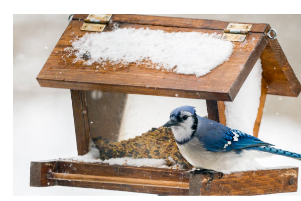 கனடாவில் முன்கூட்டிய பனிப்பொழிவு குறித்து எதிர்வுகூறல் | Colder Than Usual November Canada கனடாவில் முன்கூட்டிய பனிப்பொழிவு குறித்து எதிர்வுகூறல் | Colder Than Usual November Canada