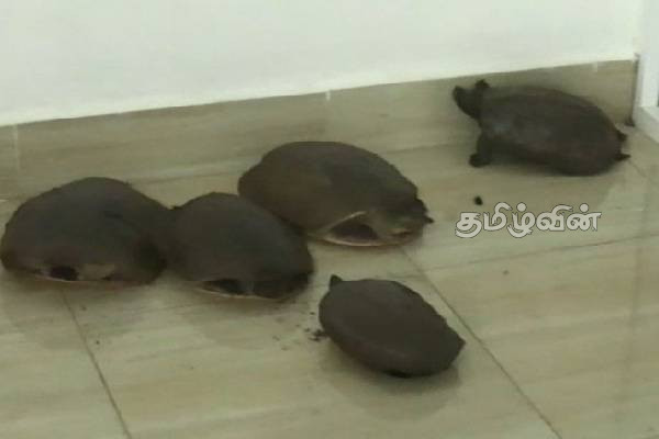தம்பலகாமத்தில் ஆறு ஆமைகளுடன் இளைஞன் கைது! | Youth Arrested With Six Turtles In Thambalagamuwa தம்பலகாமத்தில் ஆறு ஆமைகளுடன் இளைஞன் கைது! | Youth Arrested With Six Turtles In Thambalagamuwa