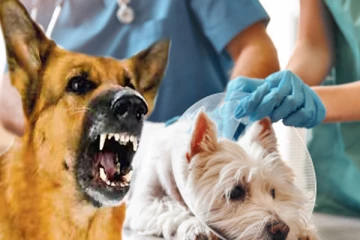 கடந்த வருடத்தில் மட்டும் இத்தனை நாய்க்கடி சம்பவங்களா? மக்களே அவதானம்