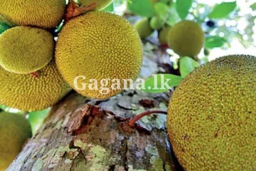 කොස් ගසක් කඩා වැටී පාසලක සිසුන් අටක් තුවාල ලබයි.