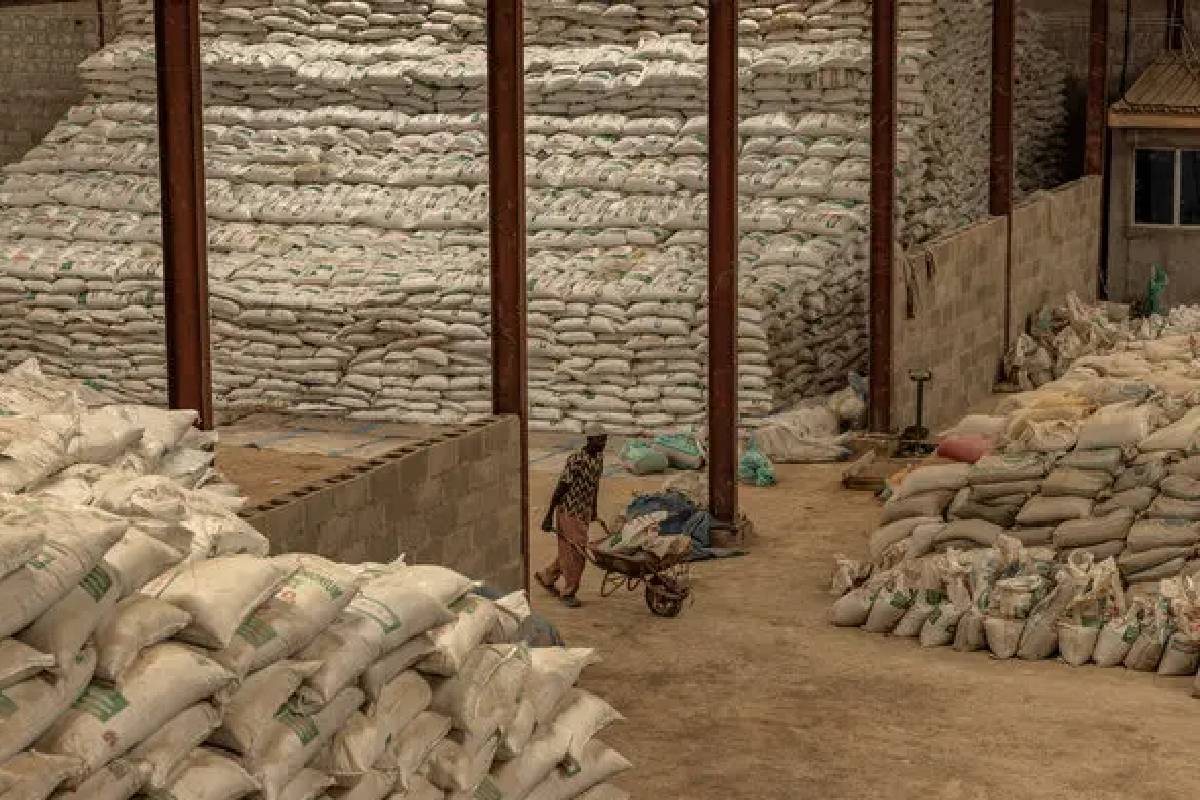 ஆப்பிரிக்காவில் உரத் தட்டுப்பாடு: உணவுப் பாதுகாப்புக்கு அச்சுறுத்தல் | Fertilizer Shortage Africa Threat Food Security