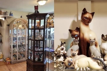 பூனையின் மீது கொண்ட காதலினால் தம்பதியினர் செய்த செயல்