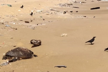 யாழில் இறந்த நிலையில் கரையொதுங்கும் ஆமைகள்