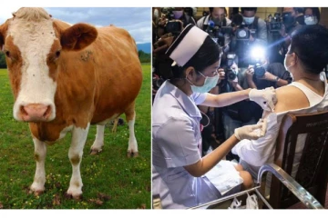 தடுப்பூசி போட்டால் மாடு பரிசு! பிரபல நாட்டில் அதிரடி அறிவிப்பு