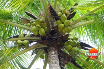 භයානක රෝගයක් ව්‍යාප්ත වේ - ගස් 5000ක් කපා දමයි