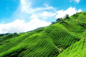 தேயிலை உற்பத்தியில் கணிசமான உயர்வு