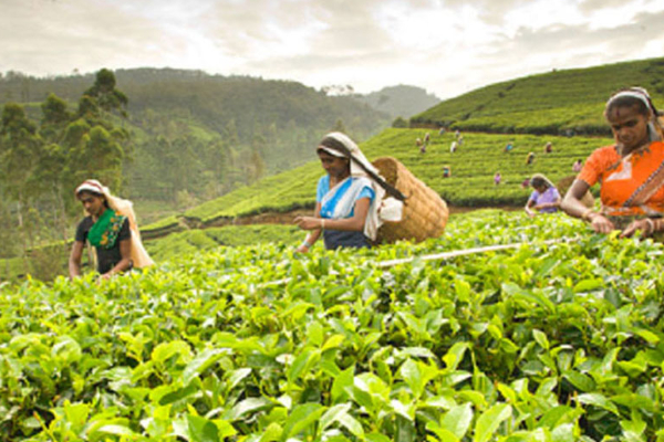 தோட்டத் தொழிலாளர்களின் தனிப்பட்ட வங்கிக் கணக்குகளில் வைப்பிலிடப்படவுள்ள பணம்..! | Cabinet Decision Salaries Of Plantation Workers