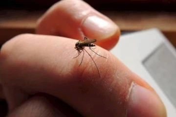 மழைக்காலத்தில் கொசுக்கடியில் இருந்து தப்பிக்க எழிய வழிமுறைகள்