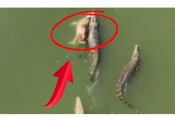 மாட்டை இழுத்து செல்லும் முதலைகள்.. இணையத்தில் வெளியான வைரல் வீடியோ! எங்க தெரியுமா ?