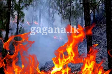 ගින්නෙන් ඇවිලී ගිය රක්ෂිතය.