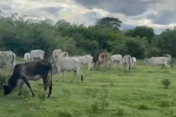 கிண்ணியாவில் மாடுகள் மீது வாள் வெட்டு ; ஈவிரக்கமற்றவர்களின் செயல்