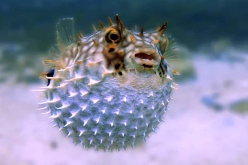 'பலூன்' மீனை சாப்பிட்ட பெண் மரணம்; கோமா நிலையில் கணவர்!