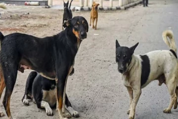 தெரு நாய்களை பிடித்து அடைக்கும் உத்தரவை நிறுத்தி வைத்த உச்ச நீதிமன்றம்