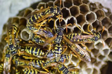 குளவிகளால் மூடப்பட்ட ஆரம்பப் பாடசாலை! மாணவர்கள் உட்பட பலருக்கு நேர்ந்த நிலை