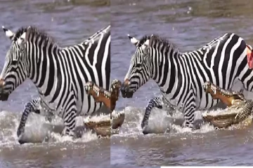 வரிக்குதிரைகளை தாக்கிய முதலைகள்!கண்கலங்க வைத்த காட்சி