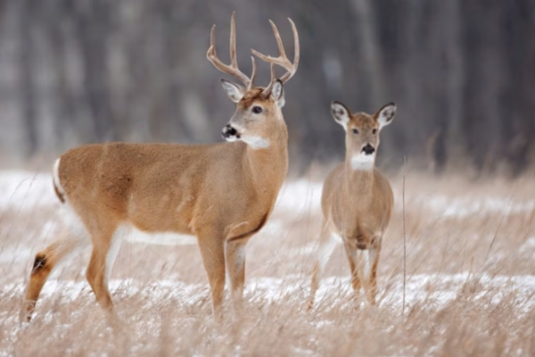 கனடாவில் மான் வேட்டையில் ஈடுபட்ட மூவருக்கு அபராதம் | Three Ont Hunters Fined 4500 Illegal Deer