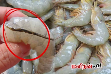 இறால் முதுகில் இருக்கும் கருப்பு நரம்பை நீக்காமல் சமைத்தால் என்ன நடக்கும்?