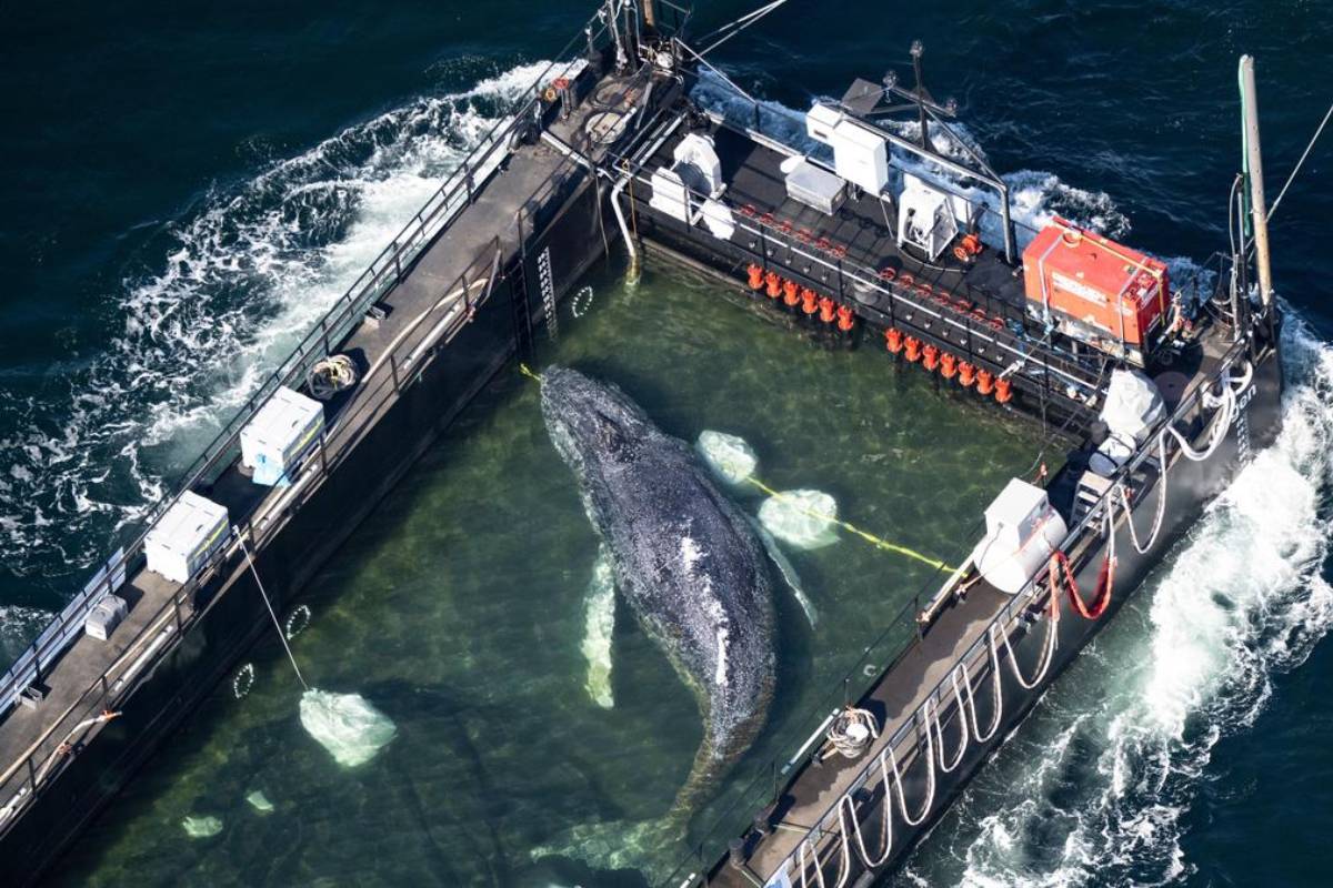 ஜேர்மனி காப்பாற்ற போராடிய திமிங்கலம் உயிரிழந்துவிட்டதா? | Dead Whale Spotted In Denmark Is It Germany Timmy