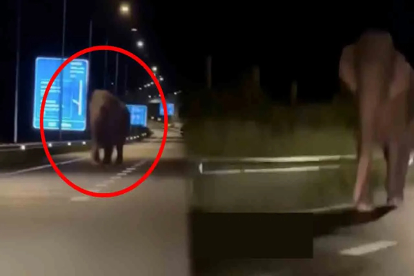 அதிவேக நெடுஞ்சாலைக்குள் திடீரென நுழைந்த யானையால் பரபரப்பு | An Elephant On The Expressway
