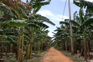 யாழ்ப்பாணத்தில் வாழைச்செய்கையில் பிரபல்யமடைந்த பெற்ற கிராமம் எது தெரியுமா?