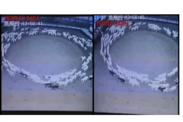 10 நாட்களுக்கும் மேலாக வட்டமாக சுற்றும் நூற்றுக்கணக்கான செம்மறி ஆடுகள்... - வைரலாகும் வீடியோ